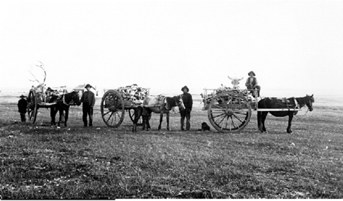 Figure 11.9 Métis Indians hauling buffalo bones to market. (Montana Historical Society)